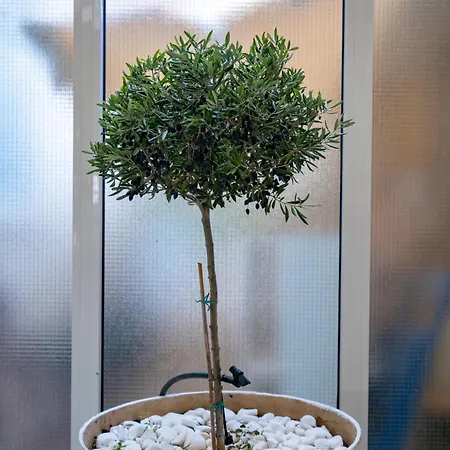 Apartment The Olive Tree By Mps Athen